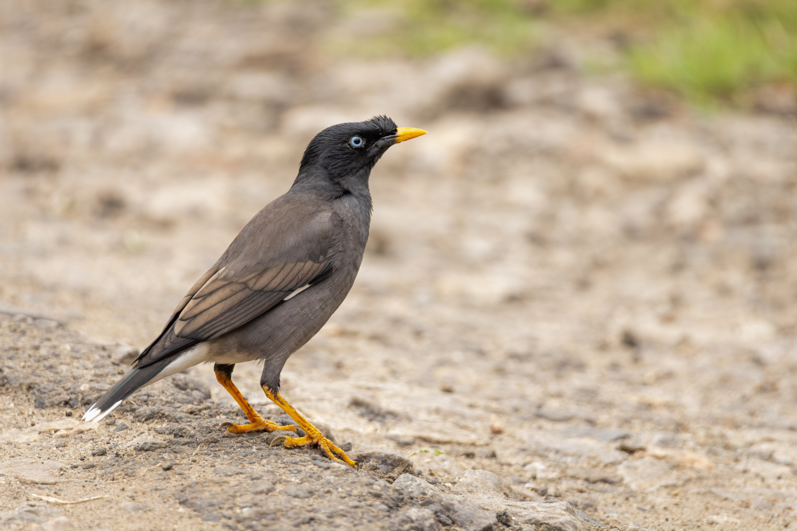 image Jungle Myna